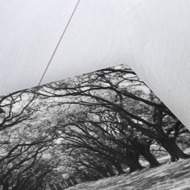 Arched Path of Trees on Plantation Site by Anonymous