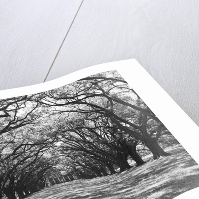 Arched Path of Trees on Plantation Site by Anonymous
