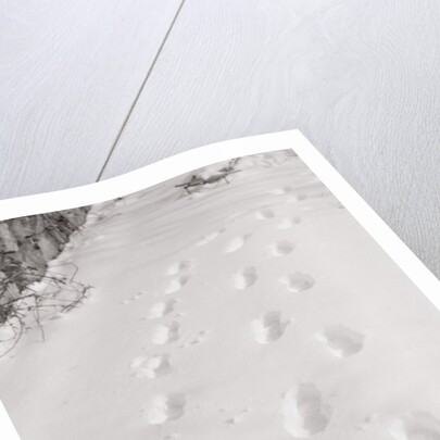 Footprints in the Snow by Anonymous