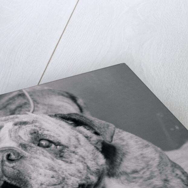English Bulldog with Tongue Hanging Out by Anonymous