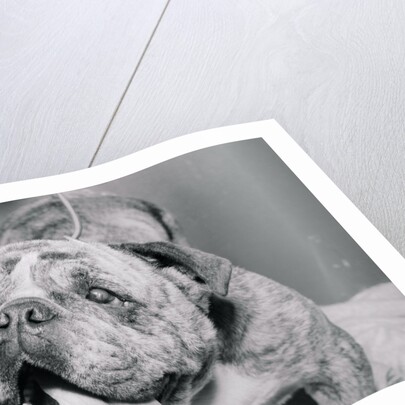 English Bulldog with Tongue Hanging Out by Anonymous