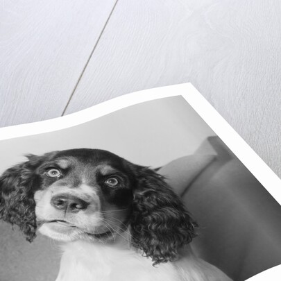 Portrait of Springer Spaniel Puppy by Anonymous