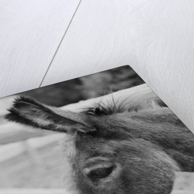 Head of a Donkey by Anonymous
