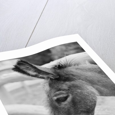 Head of a Donkey by Anonymous