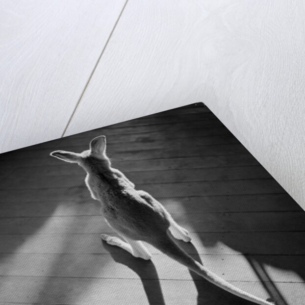 Young Kangaroo and Shadows by Anonymous
