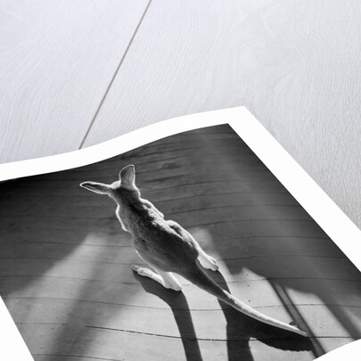 Young Kangaroo and Shadows by Anonymous