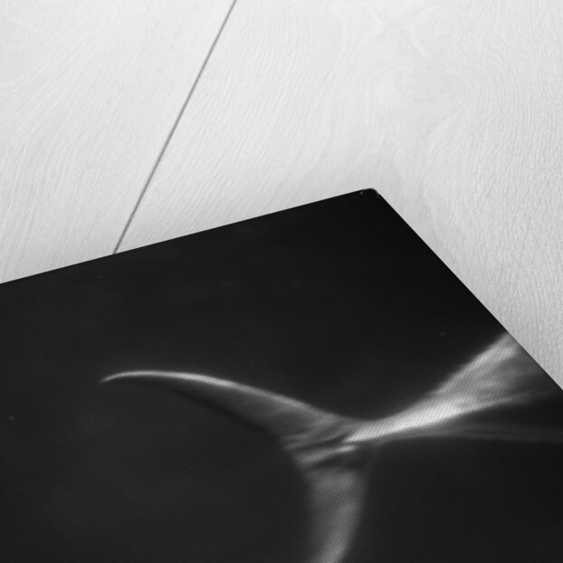 Fish Tail by Anonymous