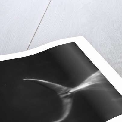 Fish Tail by Anonymous