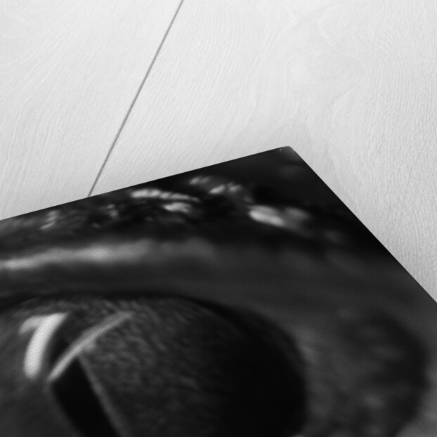 Reptile Eye by Anonymous