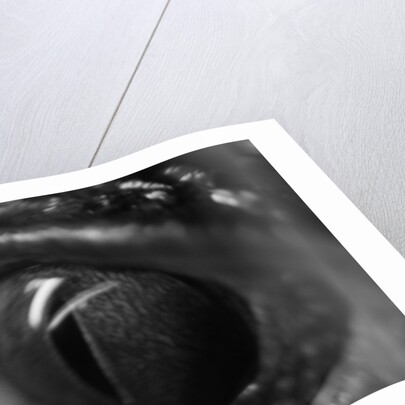Reptile Eye by Anonymous