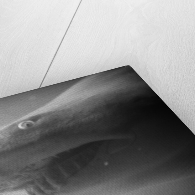 Shark Mouth by Anonymous