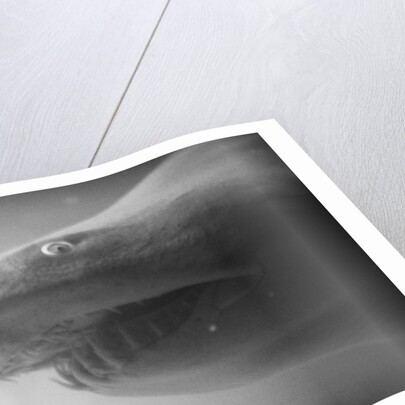 Shark Mouth by Anonymous
