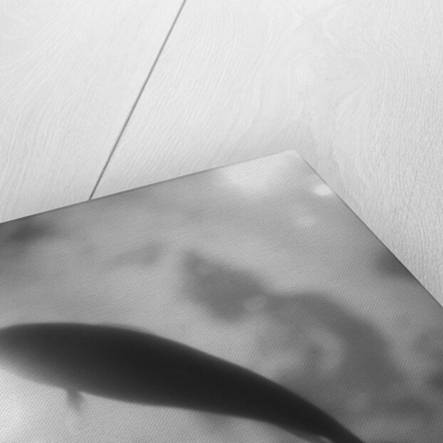 Silhouette of a Fish by Anonymous
