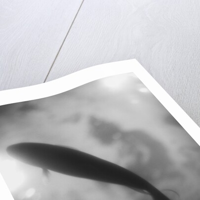 Silhouette of a Fish by Anonymous