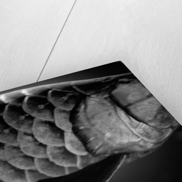 Fish Scales by Anonymous