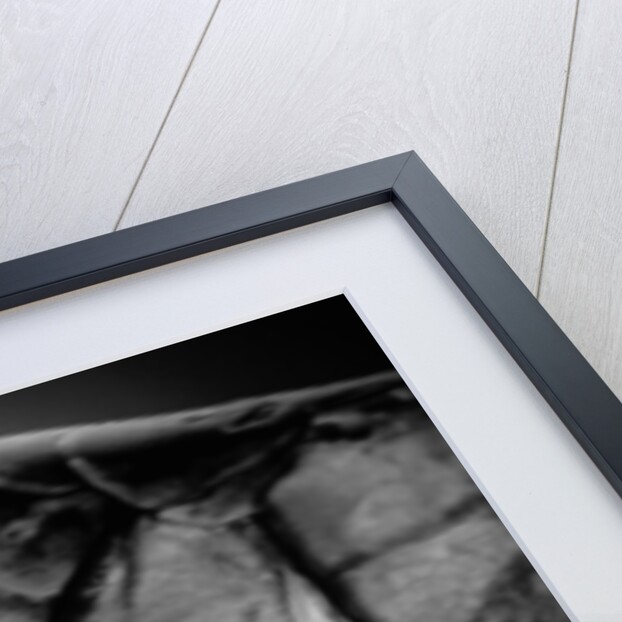 Fish Scales by Anonymous