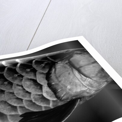 Fish Scales by Anonymous