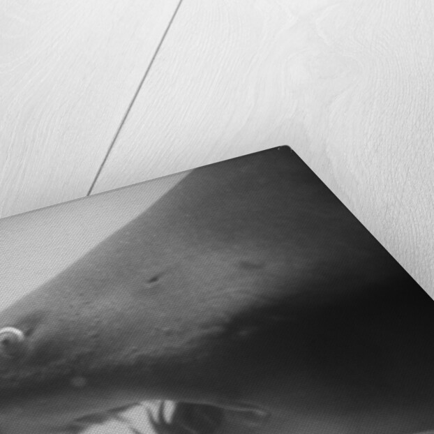 Head of a Shark by Anonymous