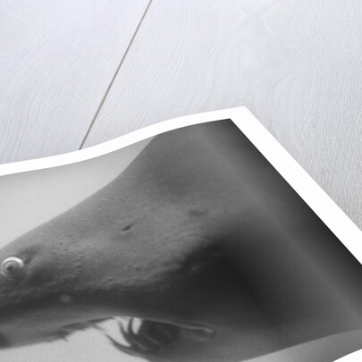 Head of a Shark by Anonymous