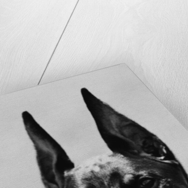 Head of Doberman Pinscher by Anonymous
