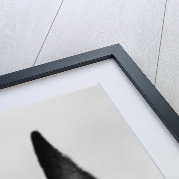 Head of Doberman Pinscher by Anonymous