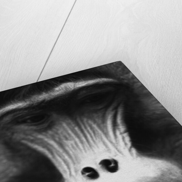 Ape Face by Anonymous