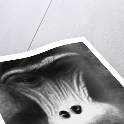 Ape Face by Anonymous