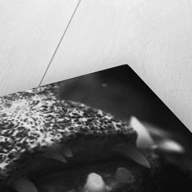 Alligator Teeth by Anonymous