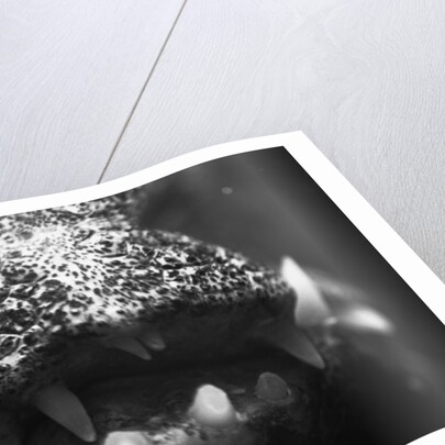 Alligator Teeth by Anonymous