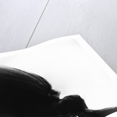 Head Fur of Standard Poodle by Anonymous