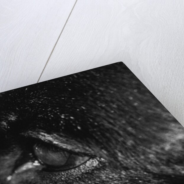 Dog's Eye by Anonymous