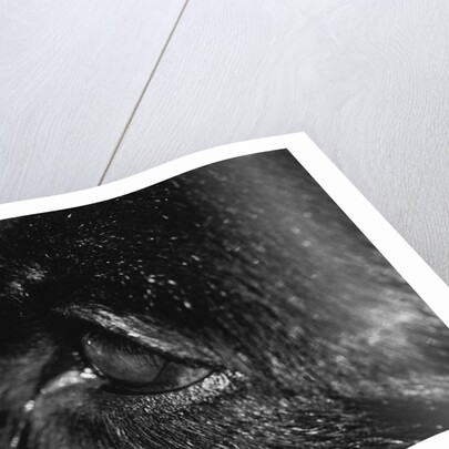 Dog's Eye by Anonymous