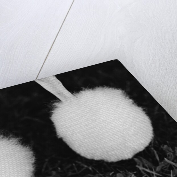 Legs of Groomed Poodle by Anonymous
