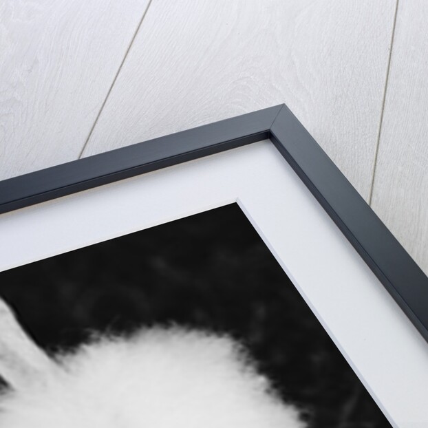 Legs of Groomed Poodle by Anonymous