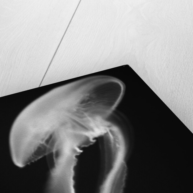 Floating Jellyfish by Anonymous
