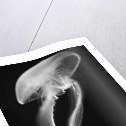 Floating Jellyfish by Anonymous