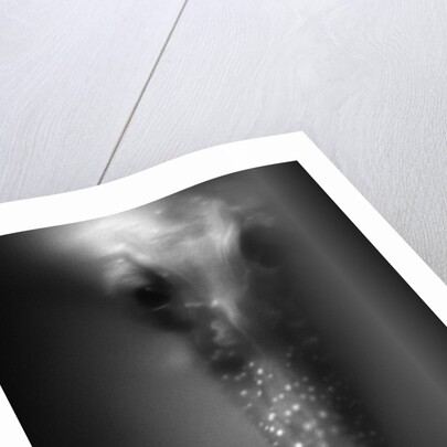 Face of Seahorse by Anonymous