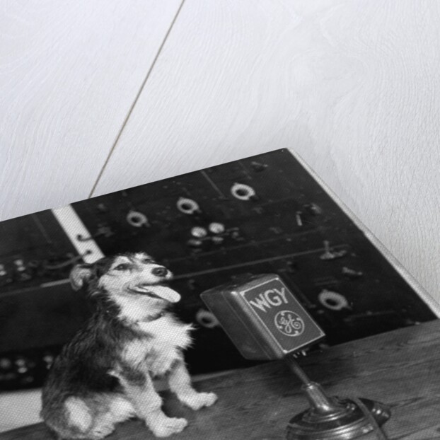 Dog at WGY Radio Microphone by Anonymous