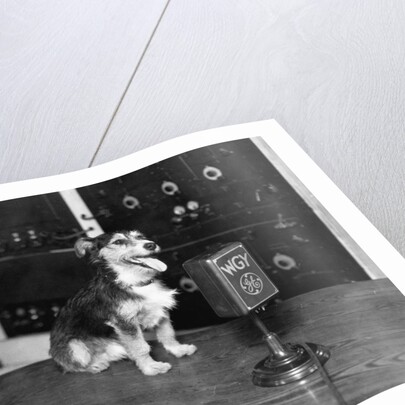 Dog at WGY Radio Microphone by Anonymous