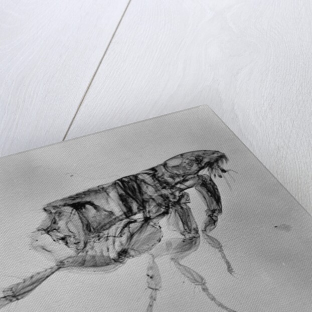 Flea Under High Power Microscope by Anonymous