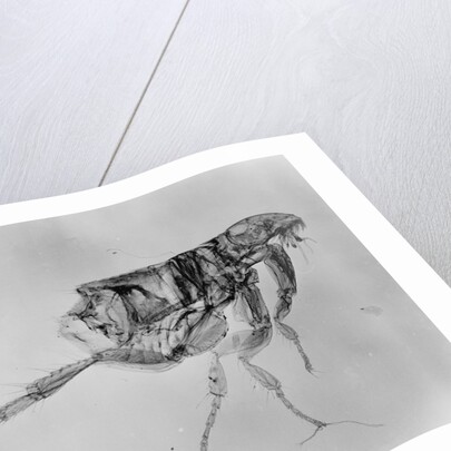 Flea Under High Power Microscope by Anonymous