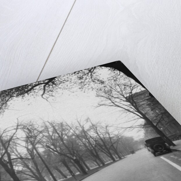 Trees Line a City Street by Anonymous