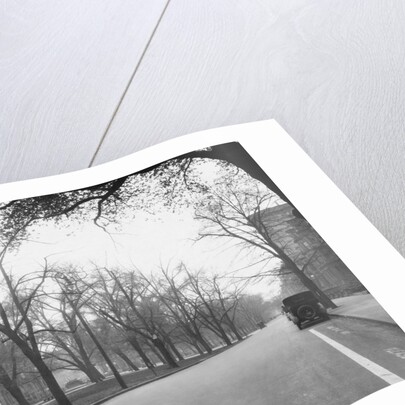Trees Line a City Street by Anonymous