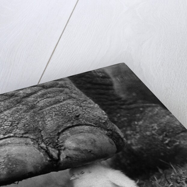 Elephant's Foot Hovering over a Chick by Anonymous