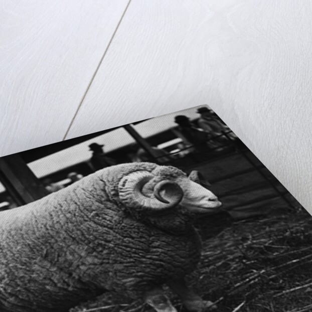Ram at Agricultural Show by Anonymous