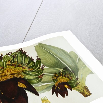 Musa Cavendishii by William Curtis