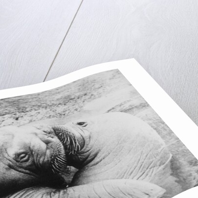 Kissing Walruses by Anonymous