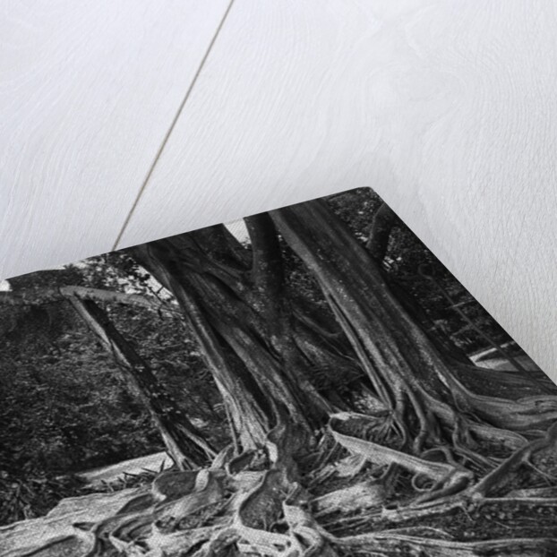 Roots of an Indian Rubber Tree by Anonymous