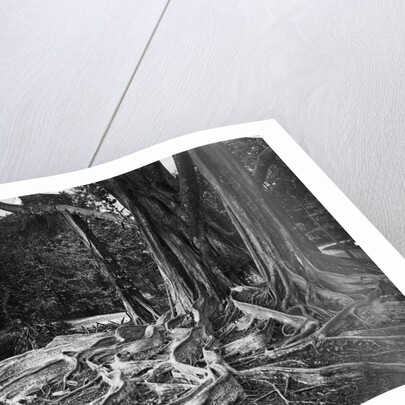 Roots of an Indian Rubber Tree by Anonymous