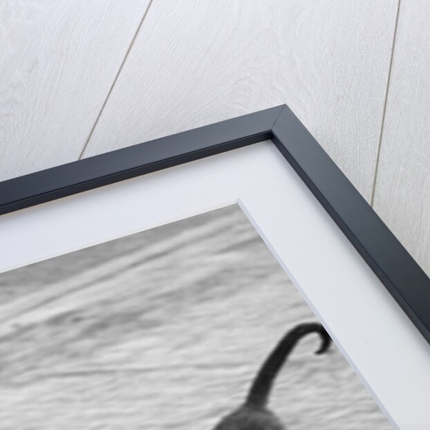 Monkey Walking Dog by Anonymous